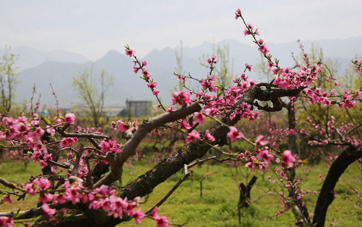 春天里的陕西丨秦岭山脚下万亩桃花盛开 春天里的山水画卷美得惊艳