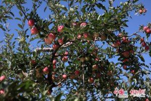 延安洛川：做优做精苹果产业 实现果业强果农富果乡美目标