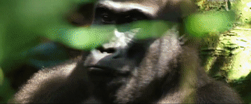 3138fda3f63af6cfe271d03e24fa25ef.gif