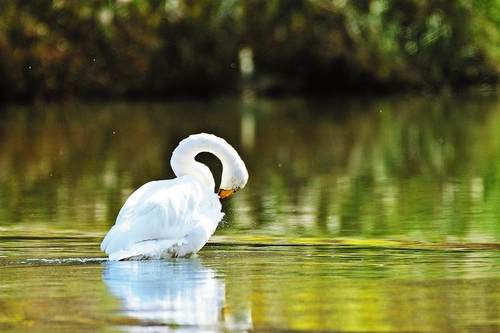 Ư�������Ҷ����������������״���������