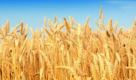 ���ֵ�ͷ������ũ��