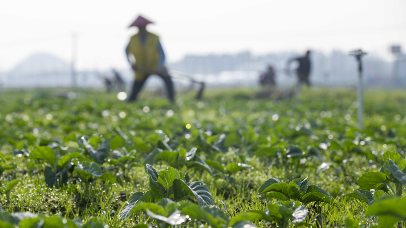 ��æ�����